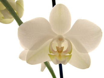 AUG2011white_orchids_pot_plants